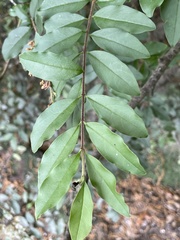 Ligustrum sinense