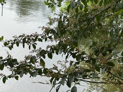 Ligustrum sinense