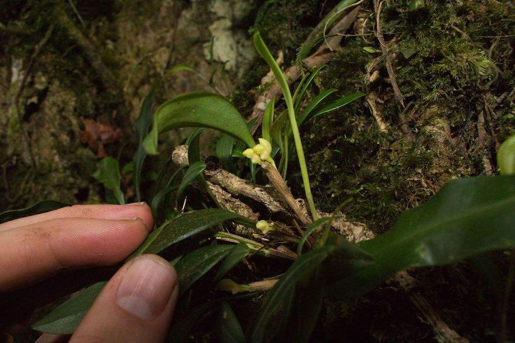 Specklinia lentiginosa