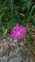 Dianthus palinensis