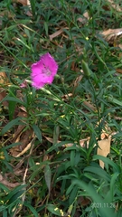 Dianthus palinensis
