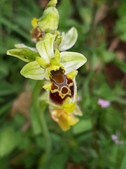Ophrys bornmuelleri