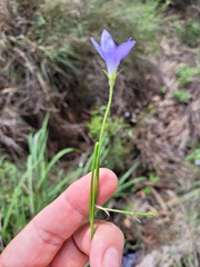 Wahlenbergia graniticola