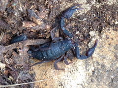 Pseudouroctonus reddelli