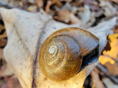 Mesomphix rugeli