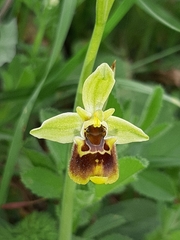 Ophrys bornmuelleri