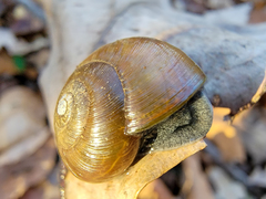 Mesomphix rugeli