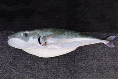 Lagocephalus sceleratus