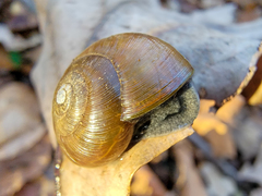 Mesomphix rugeli