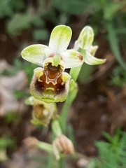 Ophrys bornmuelleri