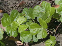 Oxalis dumetorum
