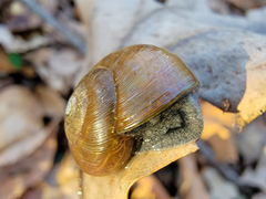 Mesomphix rugeli