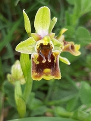 Ophrys bornmuelleri