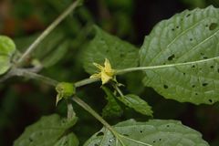 Physalis peruviana