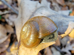 Mesomphix rugeli