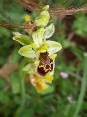 Ophrys bornmuelleri