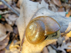 Mesomphix rugeli