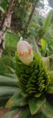 Costus guanaiensis macrostrobilus