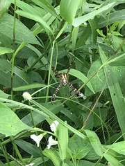 Argiope appensa