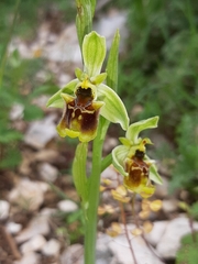 Ophrys bornmuelleri