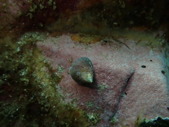 Micrelenchus purpureus