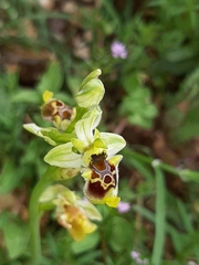 Ophrys bornmuelleri