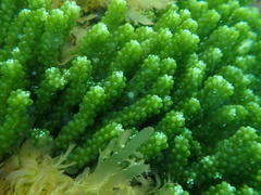 Caulerpa geminata