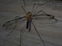 Aurotipula clara