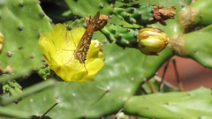 Dione vanillae maculosa