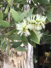 Melaleuca viminalis