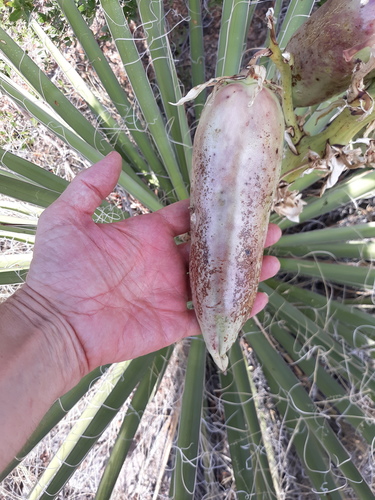 Banana Yucca