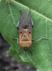 Microspilus proximus