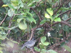 Thamnophilus doliatus image