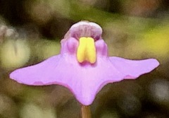 Utricularia barkeri