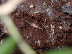 Nesomachilis