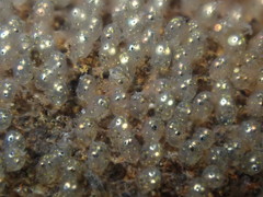 Gobiomorphus huttoni