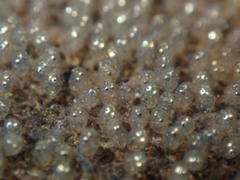 Gobiomorphus huttoni