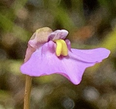 Utricularia barkeri