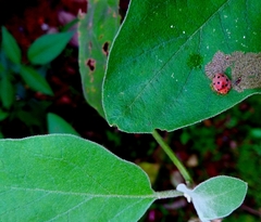 Epilachna maculicollis
