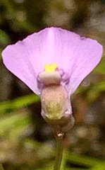 Utricularia barkeri