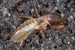 Gryllotalpa nitidula