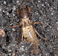 Gryllotalpa nitidula