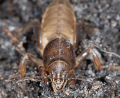 Gryllotalpa nitidula