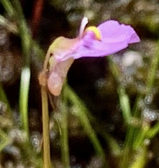 Utricularia barkeri