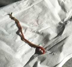 Lumbricus terrestris