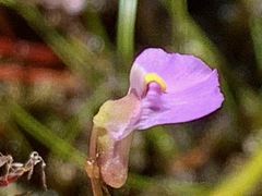Utricularia barkeri