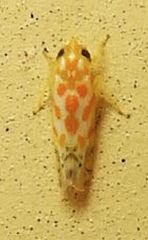 Alconeura dodonana
