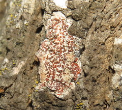 Arthonia cinnabarina
