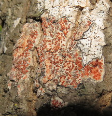 Arthonia cinnabarina