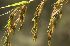 Themeda villosa